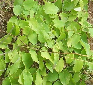 Epimedium PE