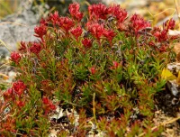 Estratt ta' Rhodiola Rosea